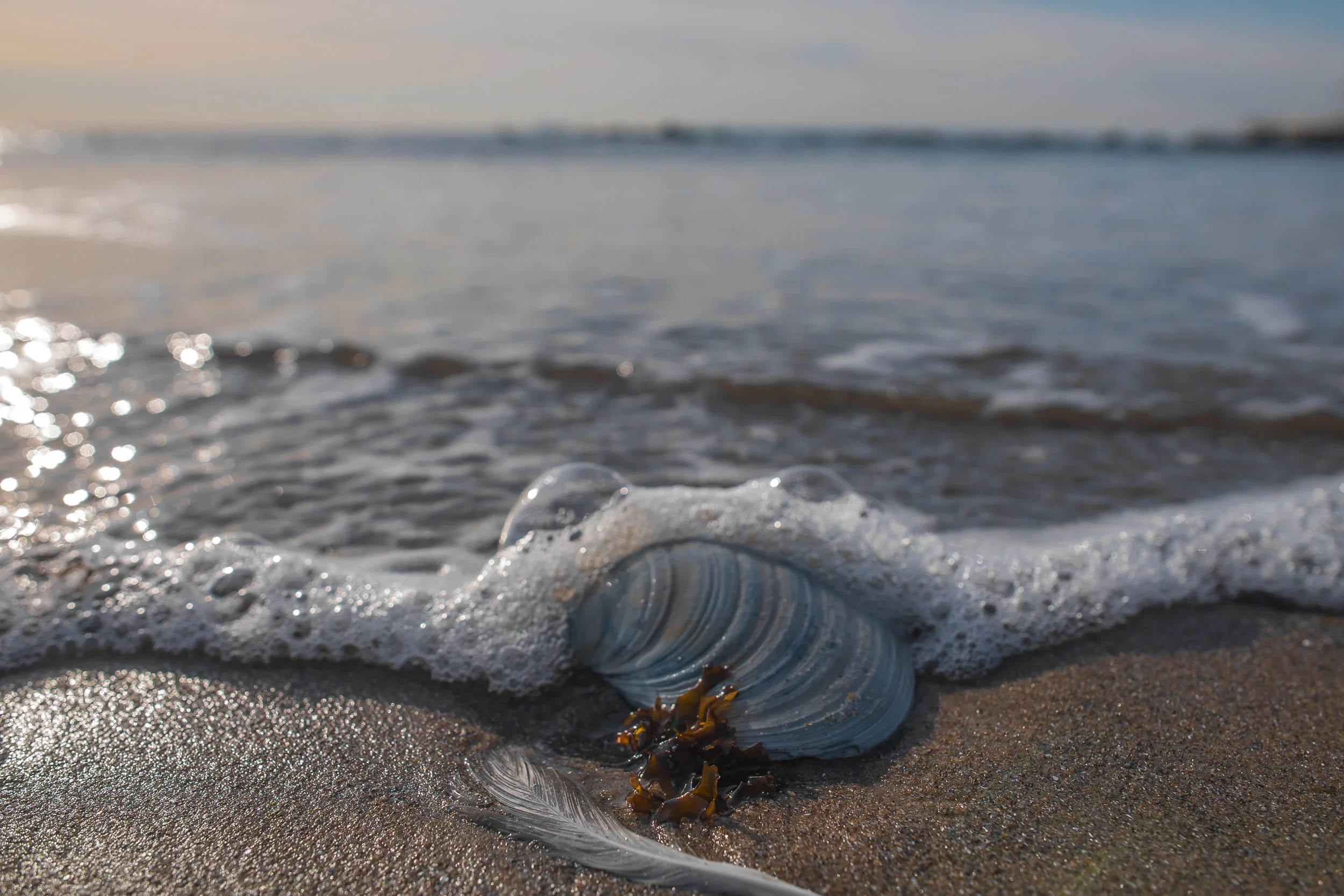 Shell & Wave 3.jpg