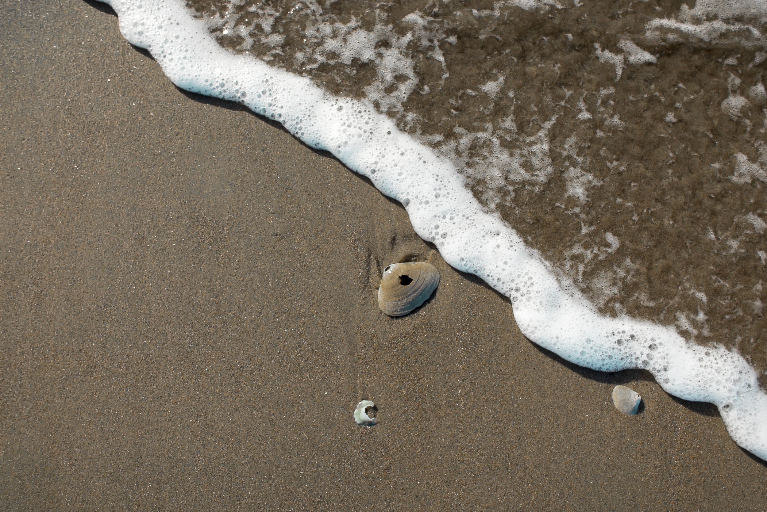 Shells and Tide.jpg
