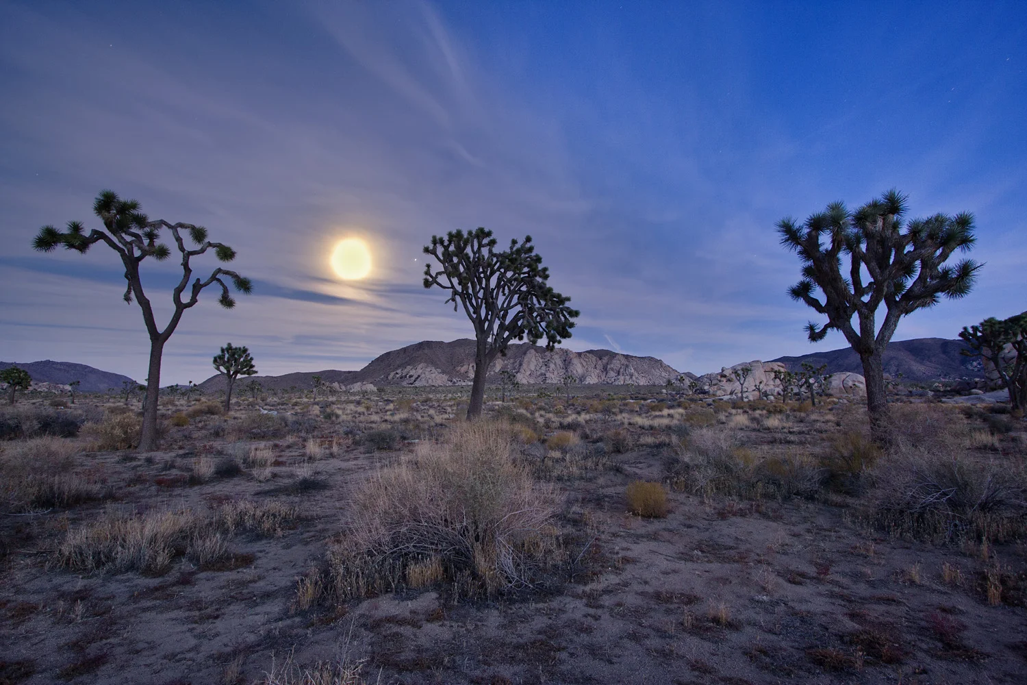 Three Joshua Trees under the Full Moon