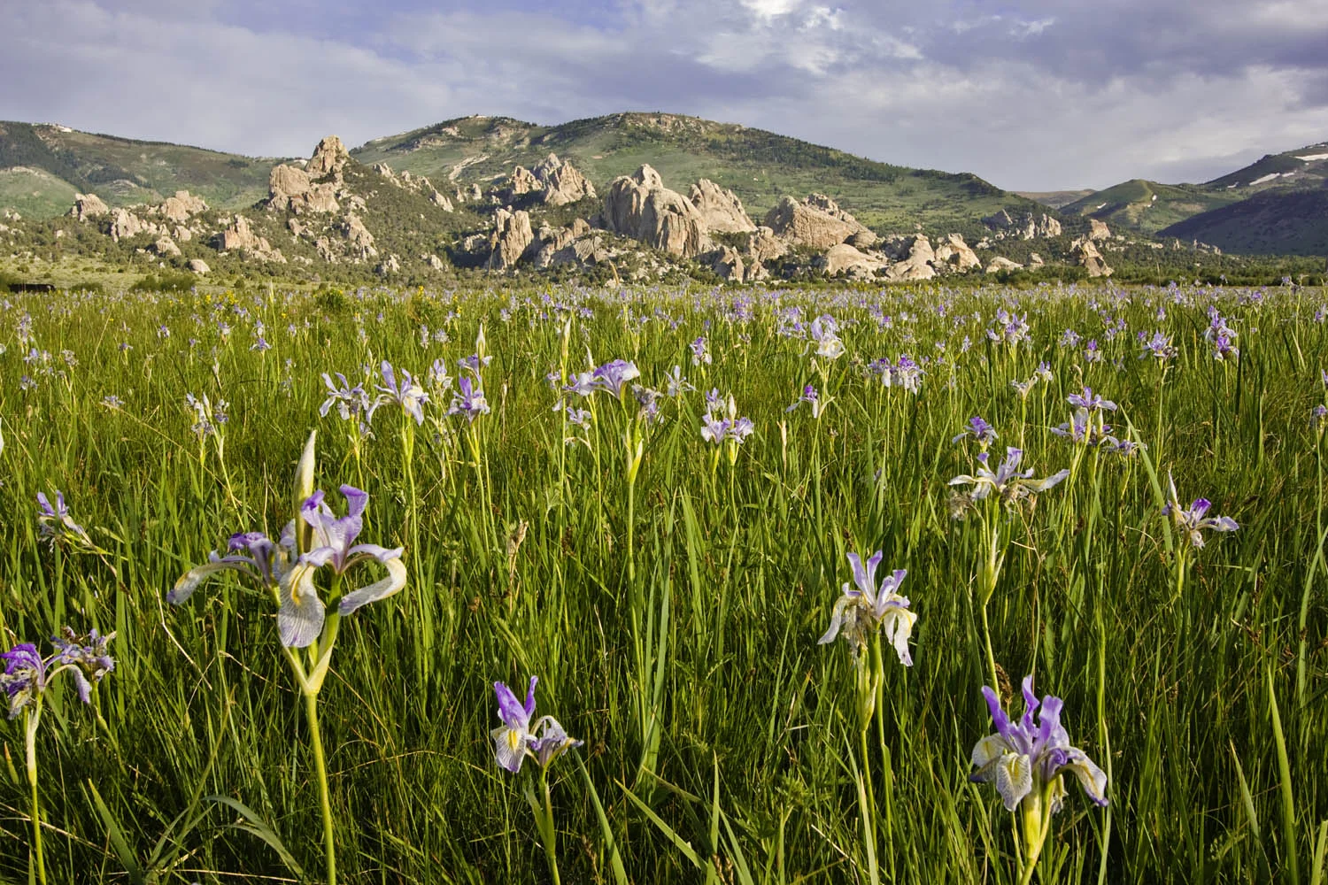 Irises and Castle Rocks State Park