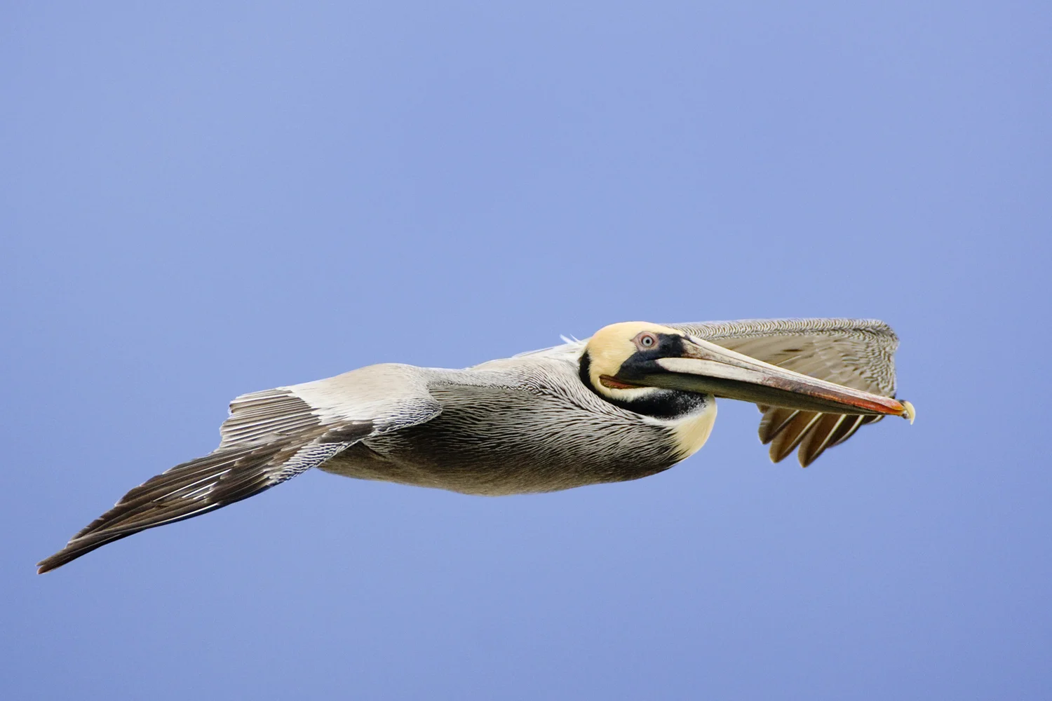 Brown Pelican flying