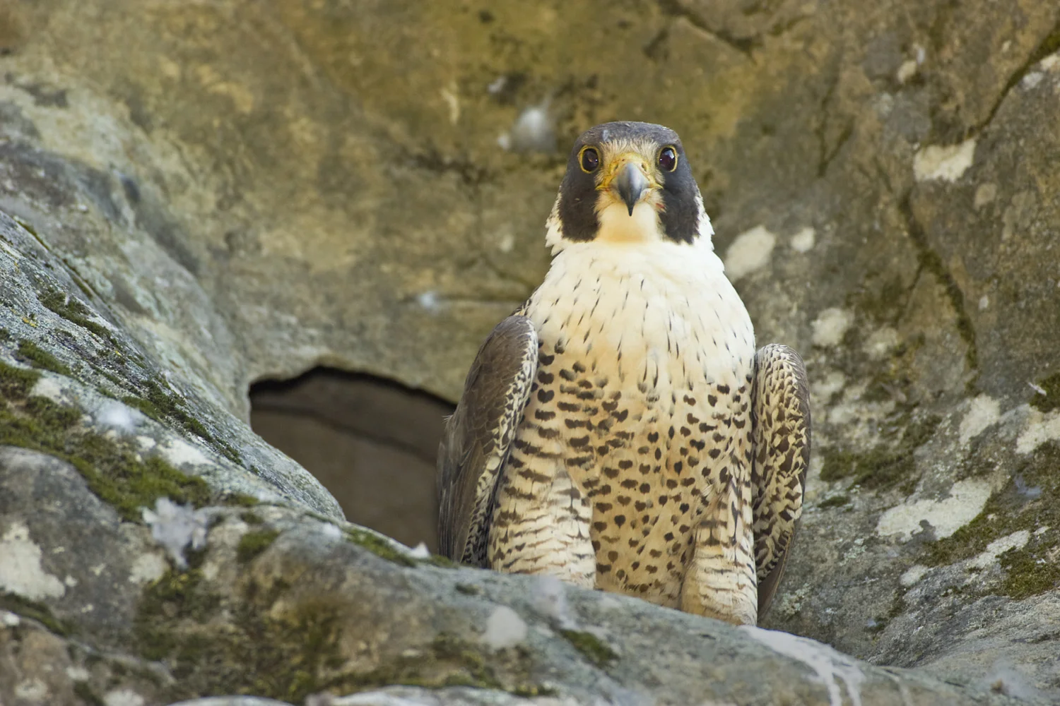 Peregrine Falcon