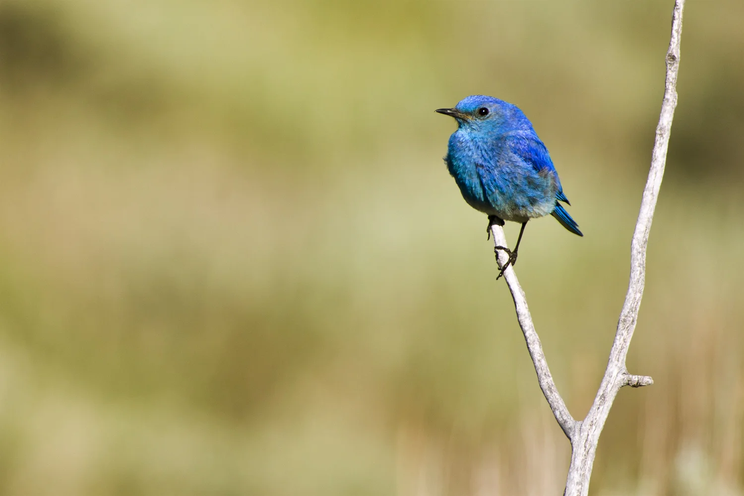 Mountain Bluebird