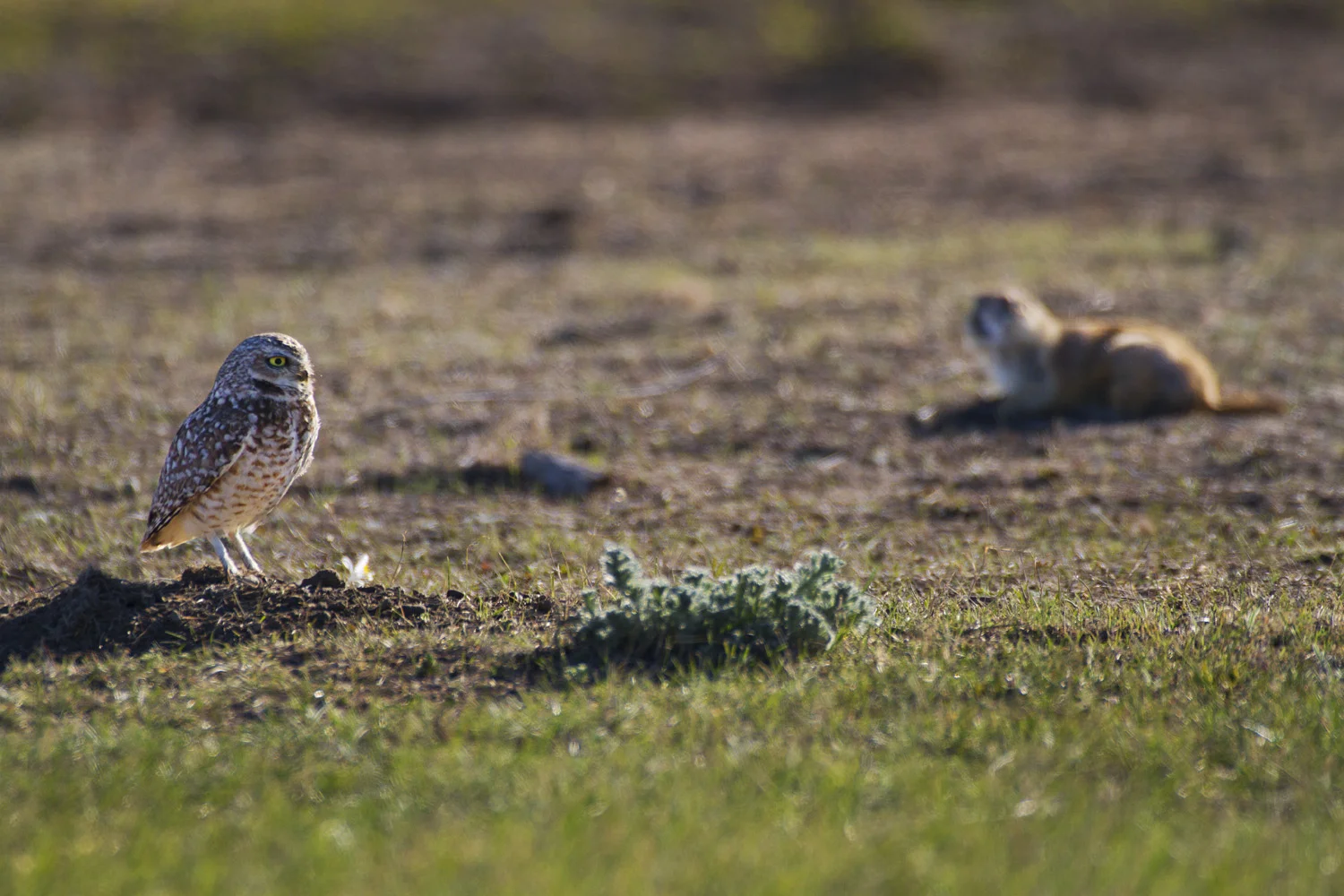 Burrowing Owl