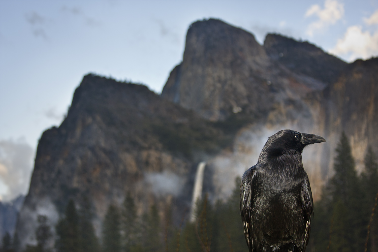 Raven and Bridal Veil Fall