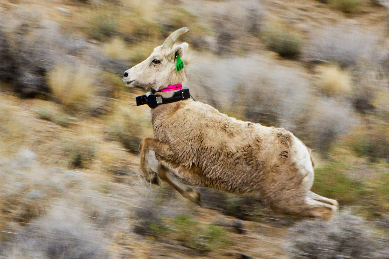 Released Bighorn