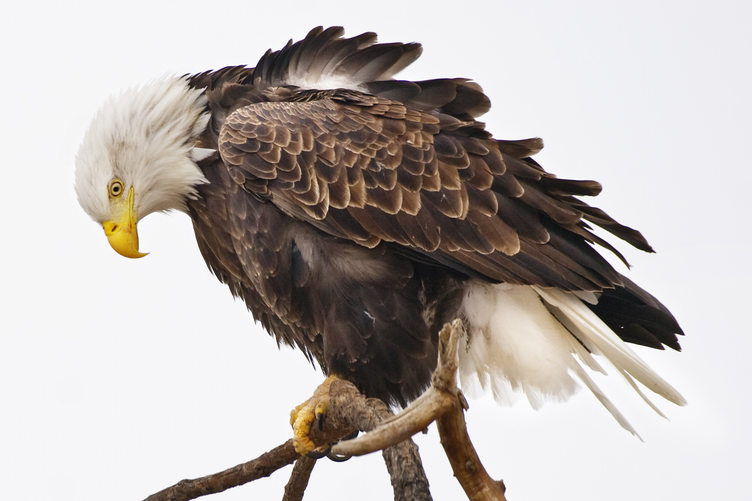 Bald Eagle