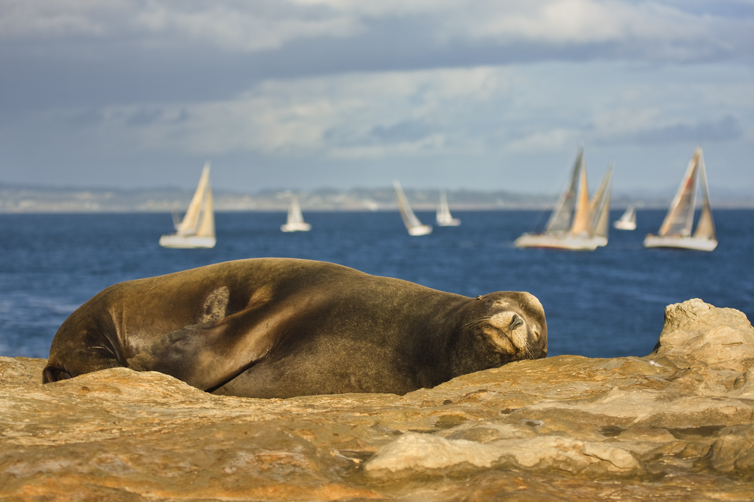 Sea Lion Napping