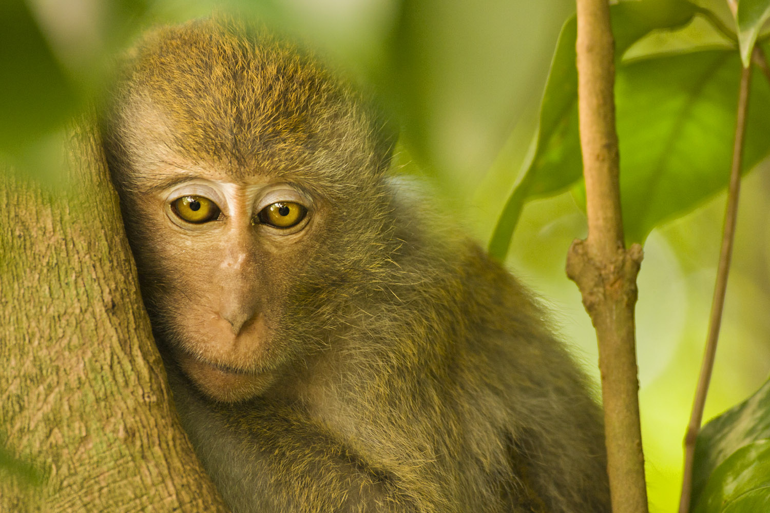 Sleepy Macaque