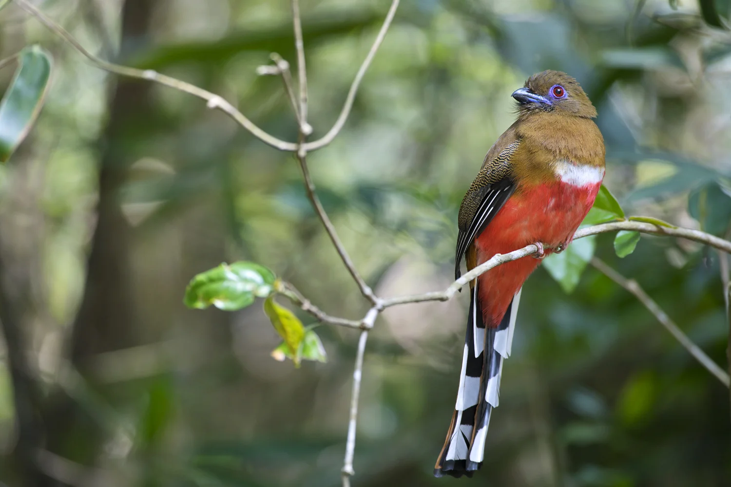 Red Headed Trogon
