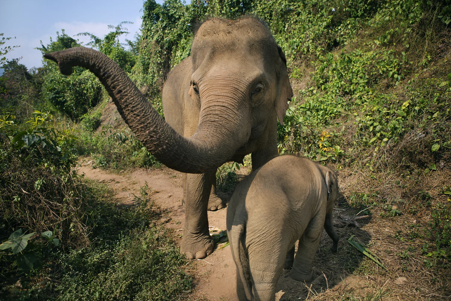 Momma elephant and her calph