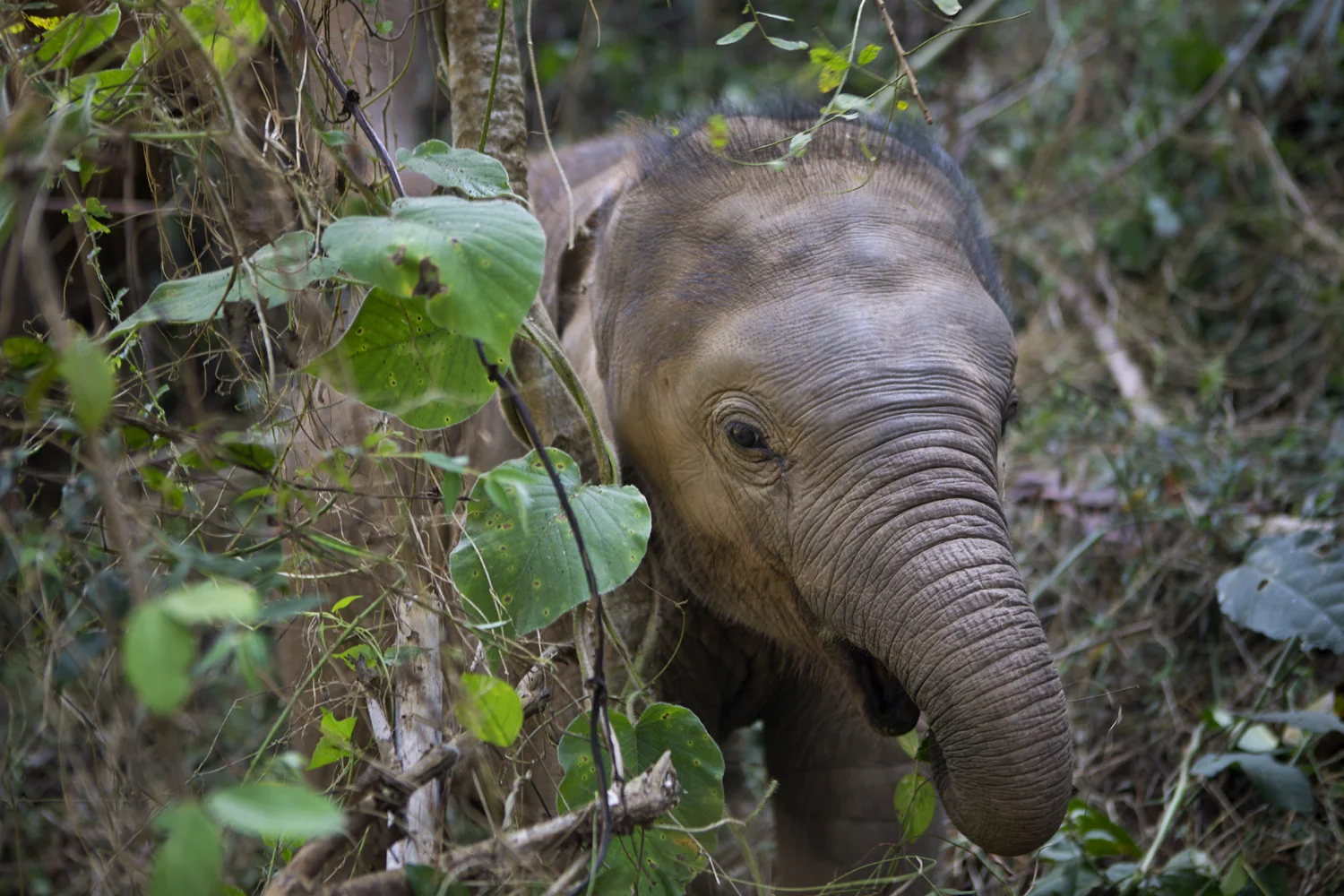 Baby elephant in the forest