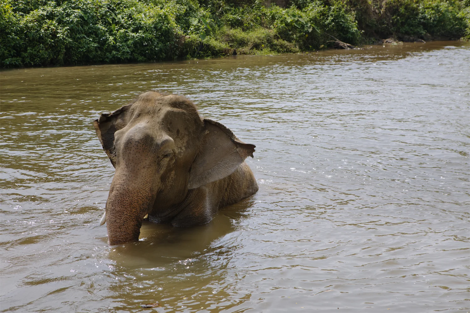 Elephant Bathing
