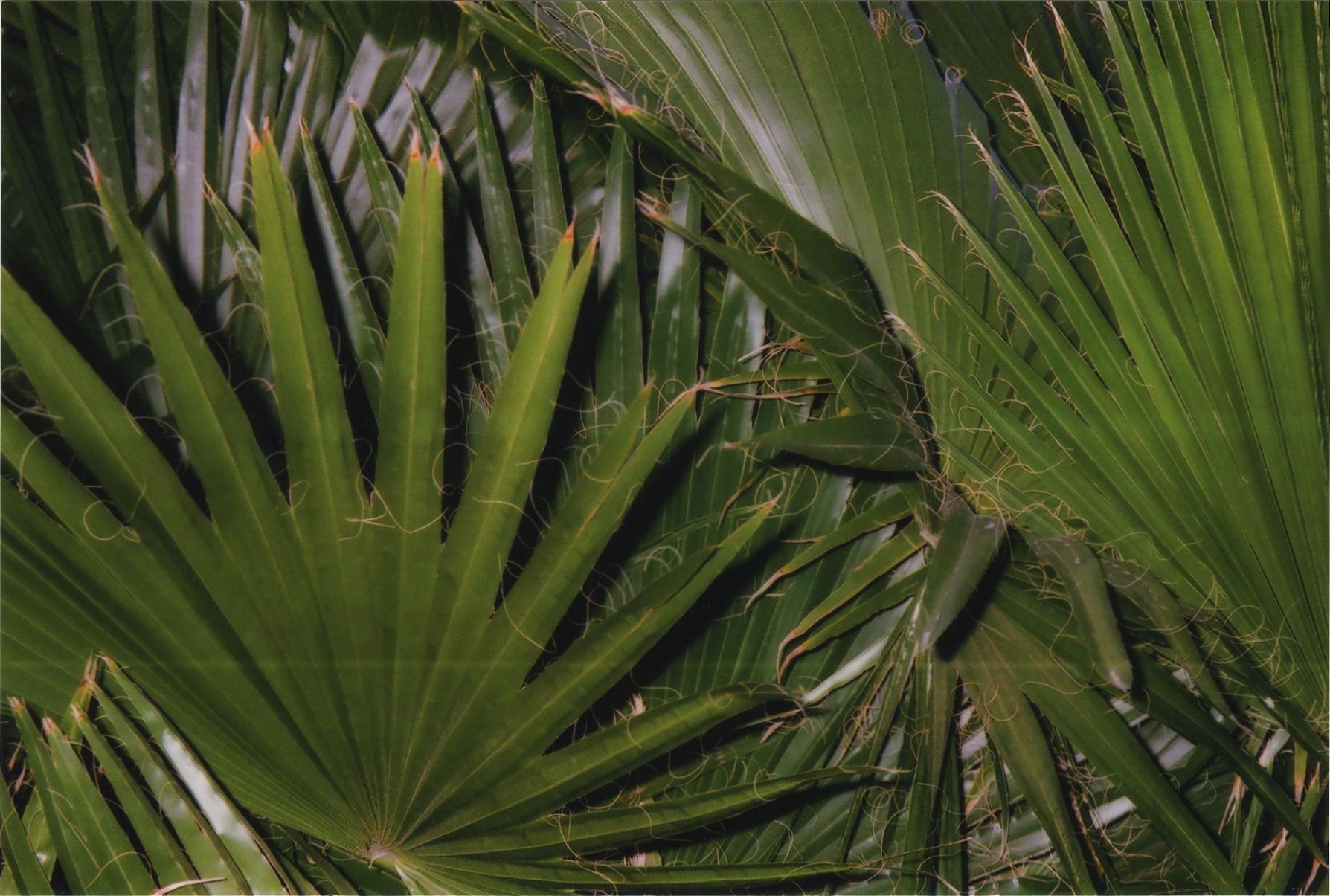 palm1.jpg