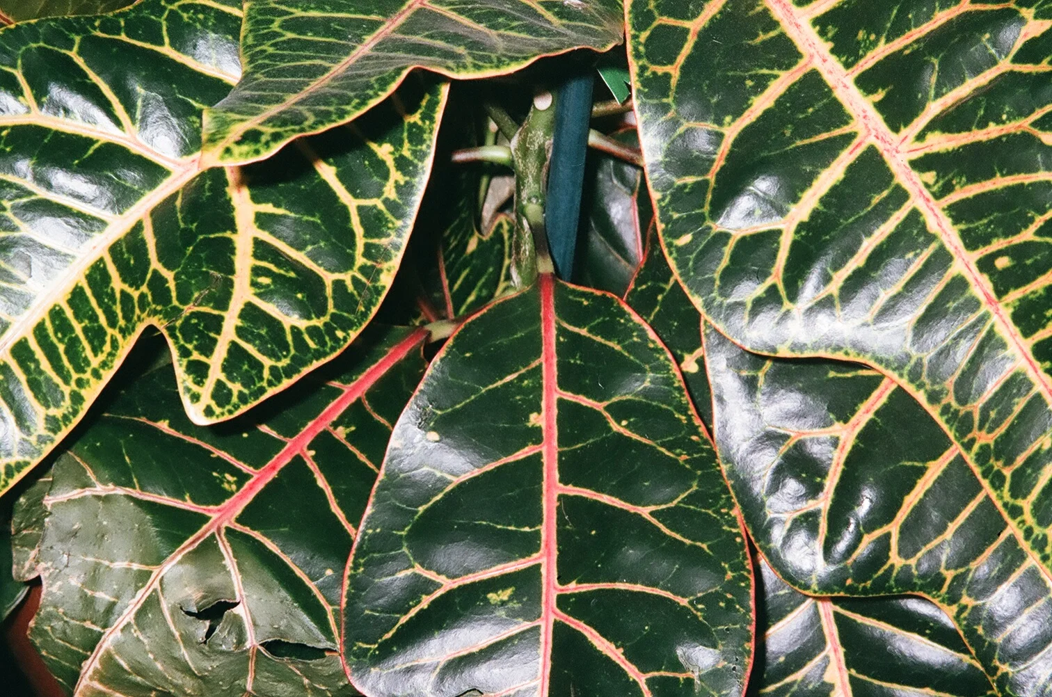 61480010.jpg