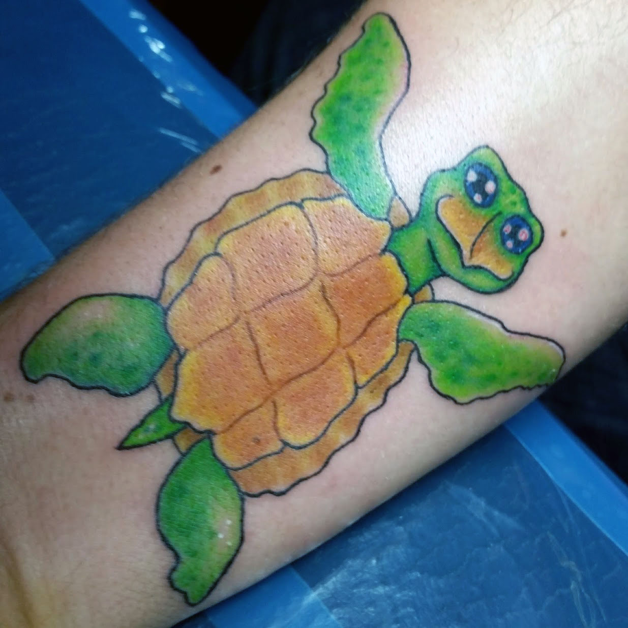 color turtle.jpg