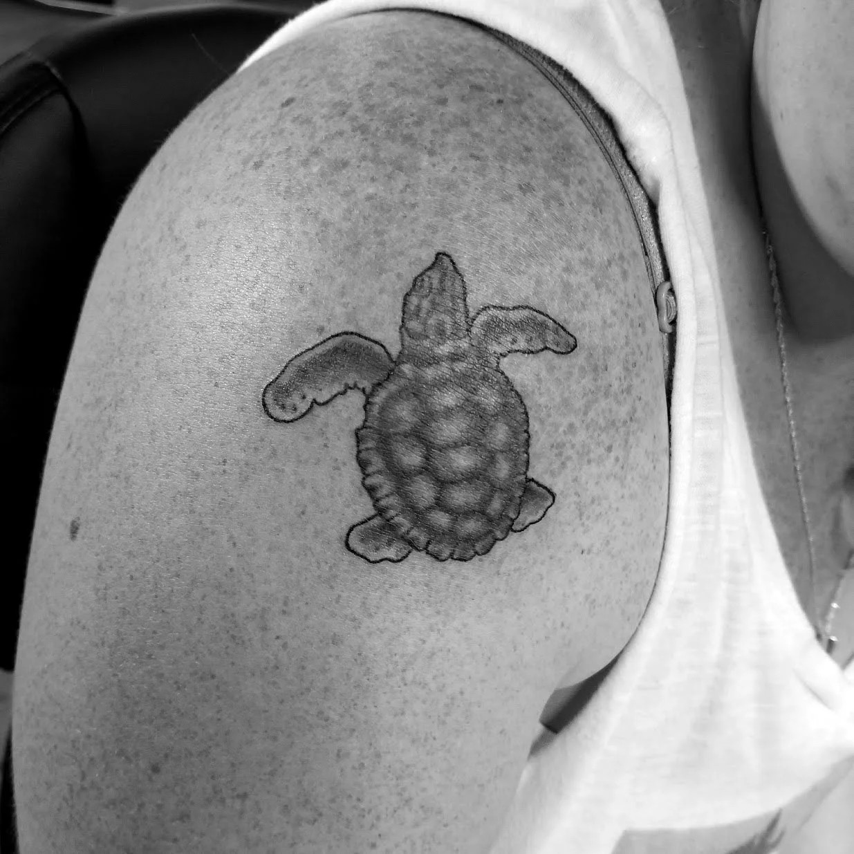 realistic turtle.jpg