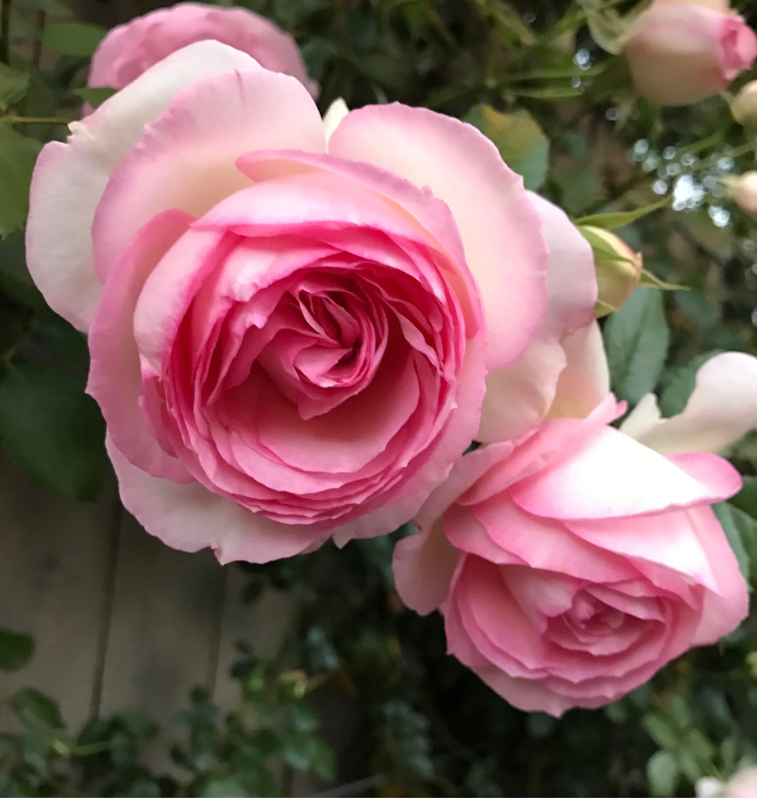 Rosebud.jpg