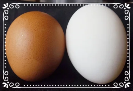 Chicken Eggs Duck Eggs What Is The Difference Harmonys Way Family Farm