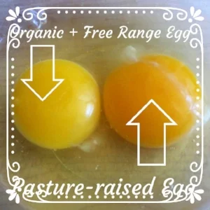 Eggs.jpg