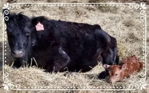 Rosie with her 2017 newborn calf