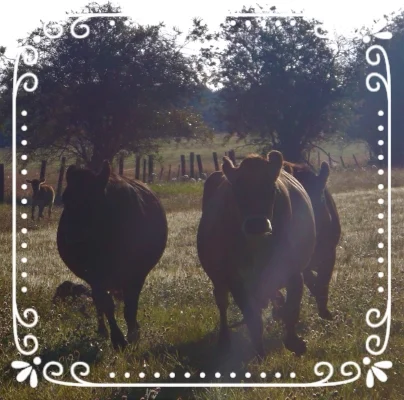 Fawn: my favorite cow