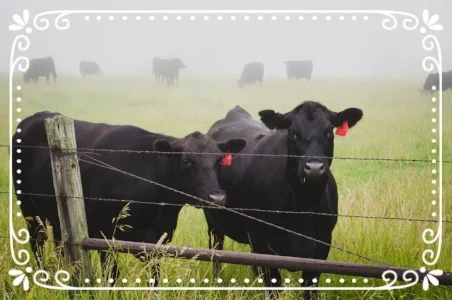 cattleonpasture.jpg