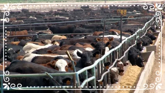 "Folks, this ain't normal." Joel Salatin