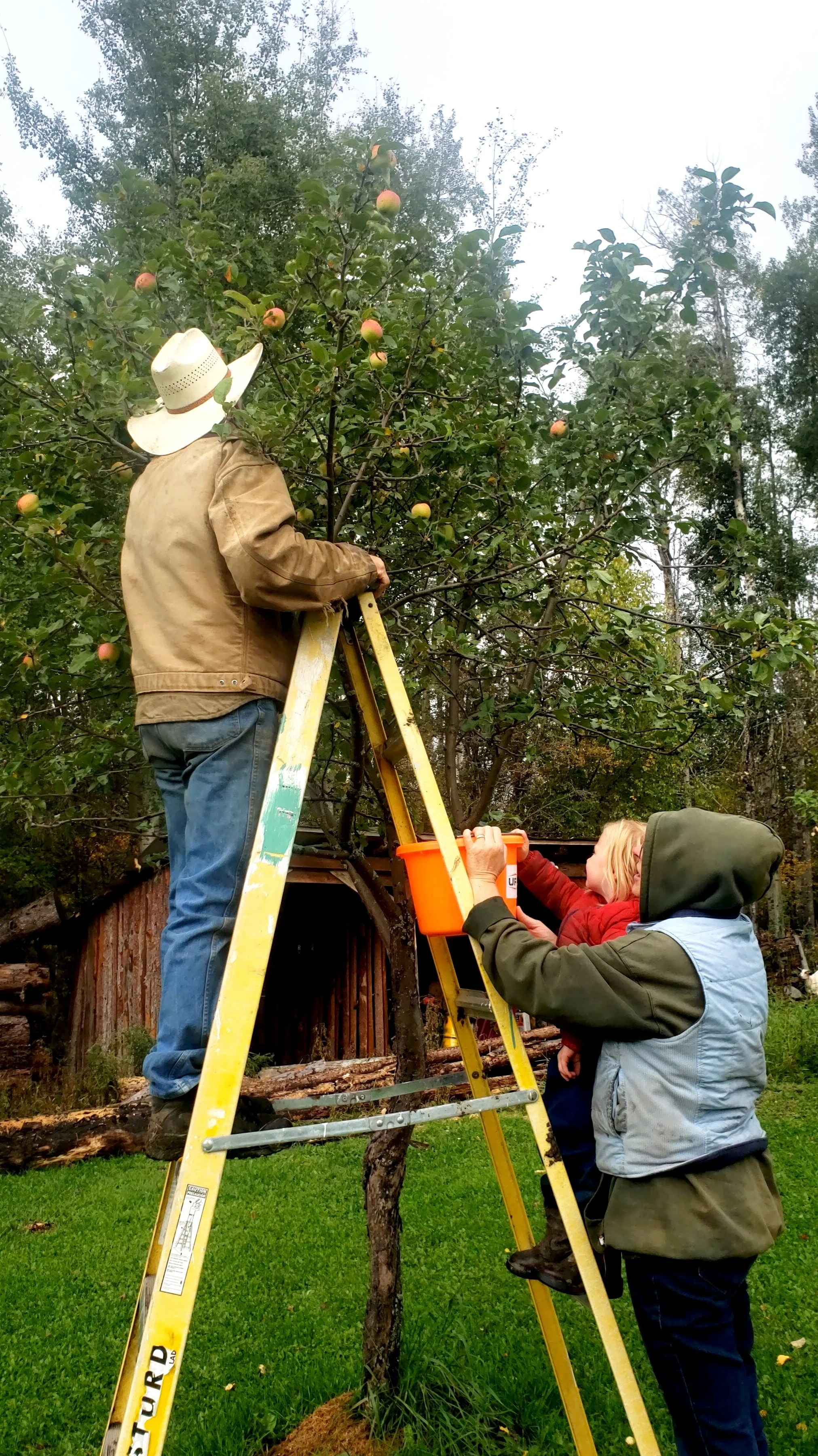 Grandpa, Grandma and Grand Children picking apples.