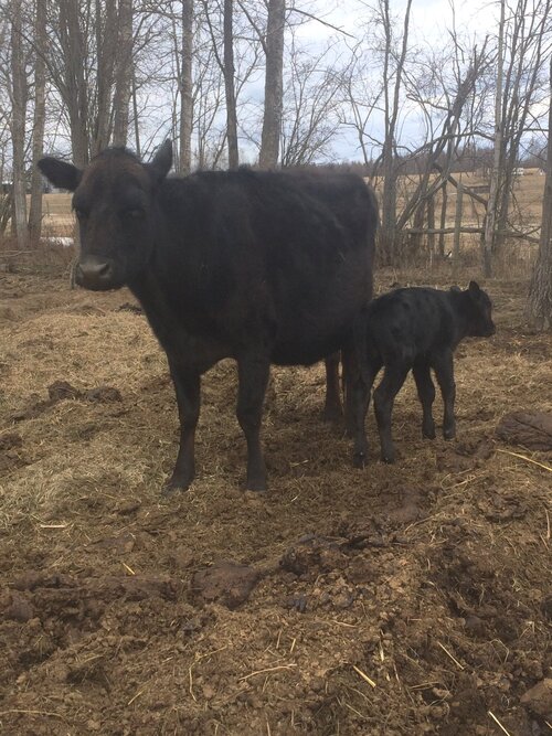 Spring has sprung. Her brand new bull calf. Second calf this year at Harmonys Way Family Farm