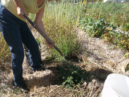 Year two in the permaculture orchard/garden. Harvesting garlic.