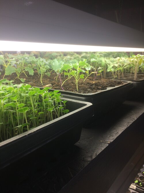 A few of the many plants awaiting warmer weather to be moved outdoors to the permaculture orchard/garden.