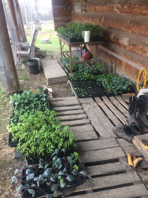 Twenty seven trays of seedlings outside the kitchen door.  We move these trays in and out of the house morning and evening.