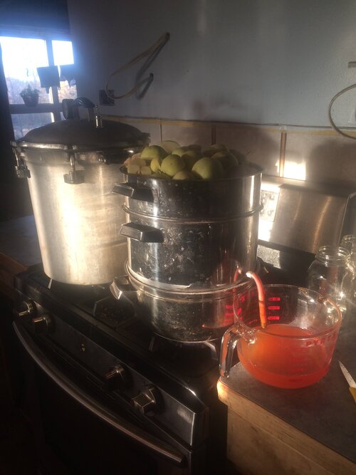 Steam Juicing locally harvested apples.