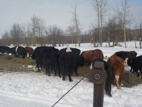 Winter Feeding