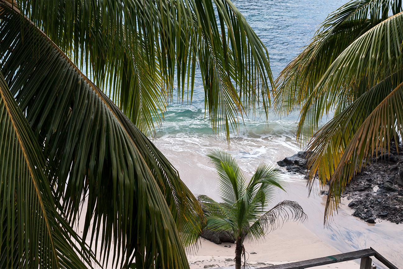 panama_palms.png