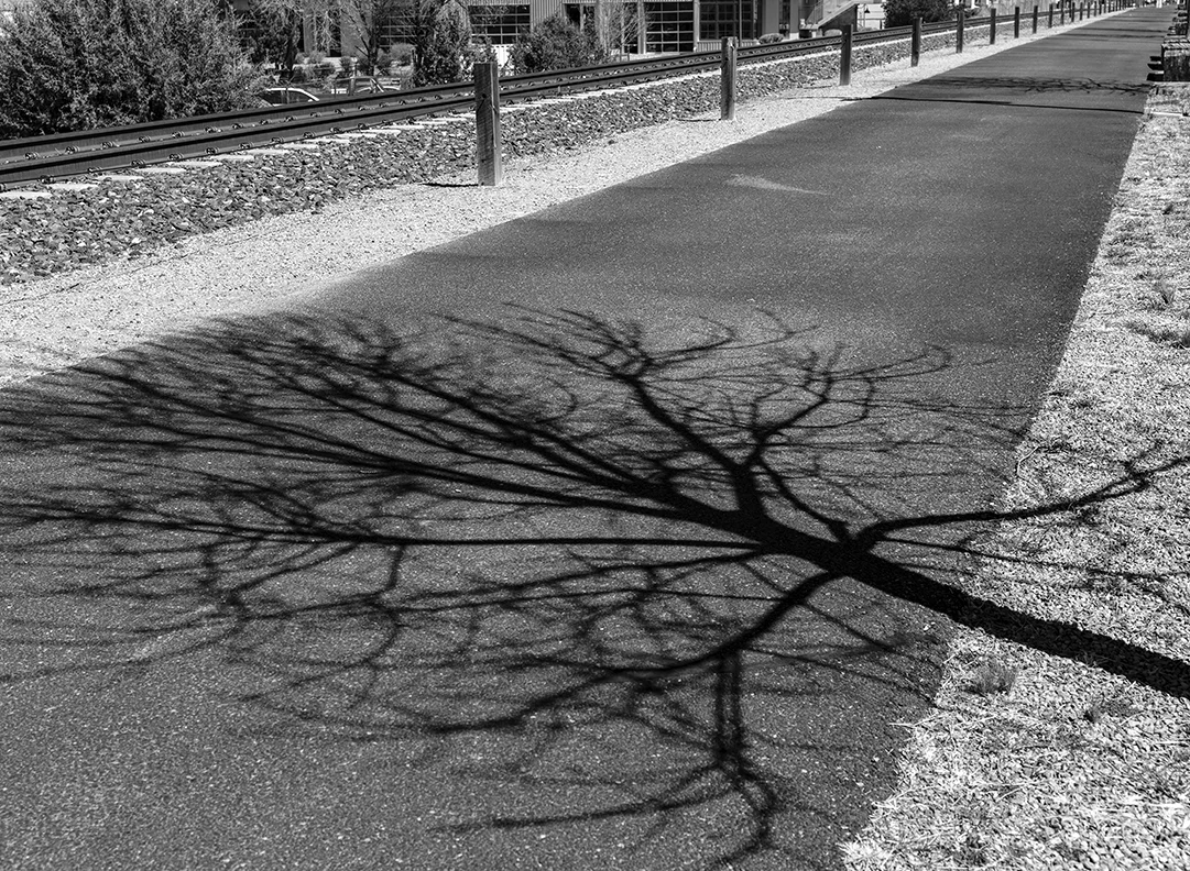 tree_shadow_tracks_bnw_hdr.jpg