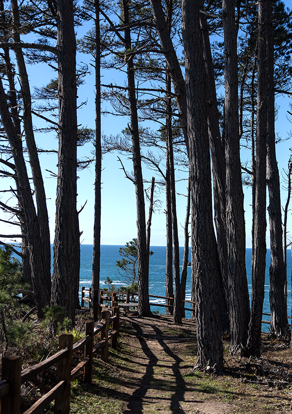 mendo_tree_path.png