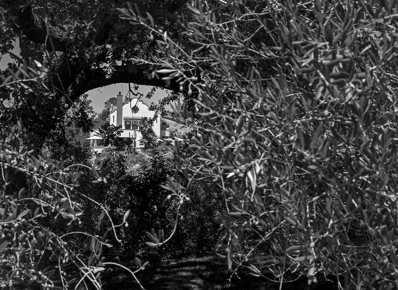 Scribe_view_thru_branch.png