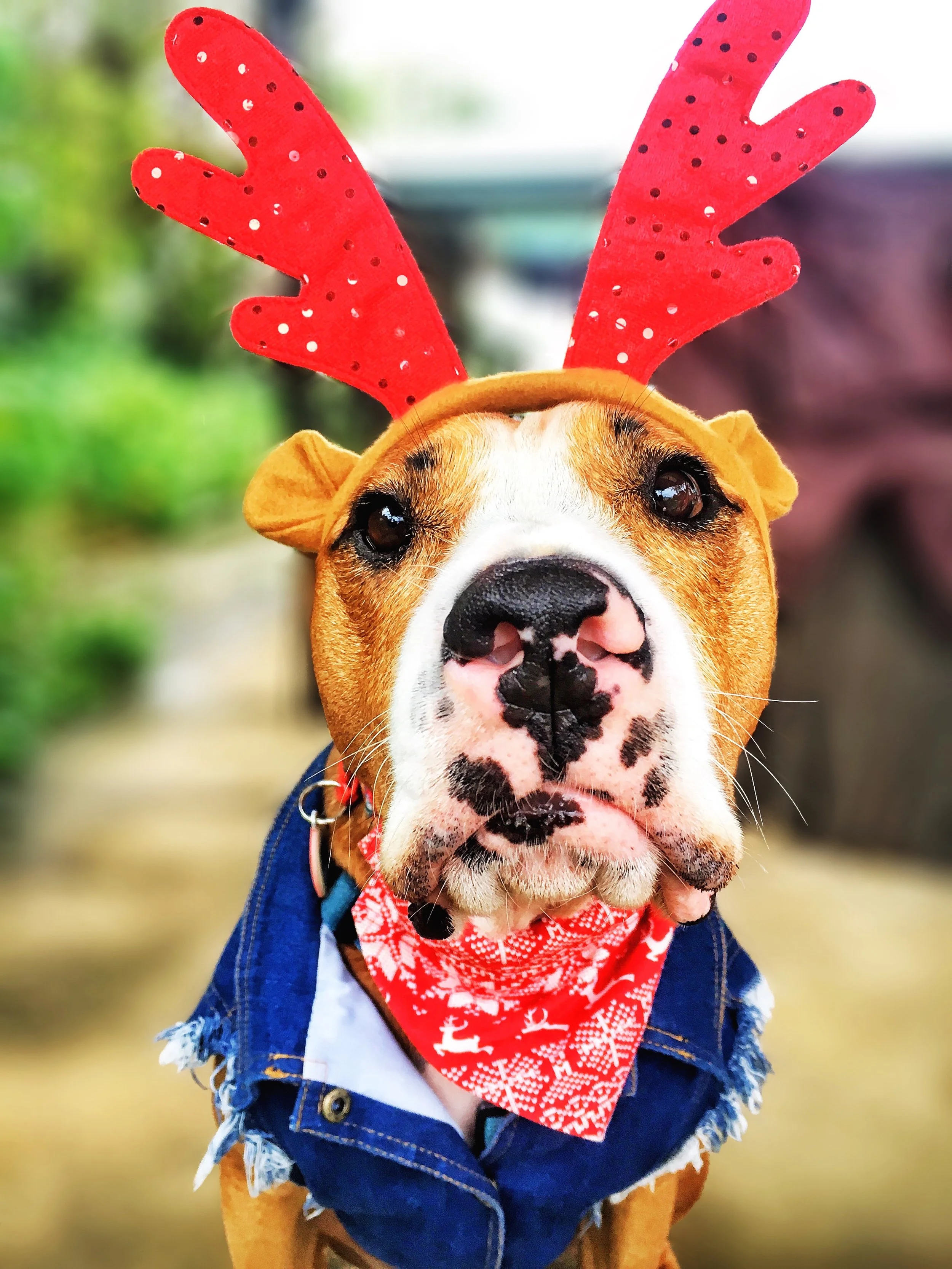 I am so ready for Christmas!