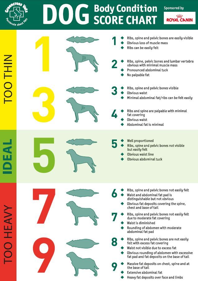 Raw Food Diet For Dogs Chart