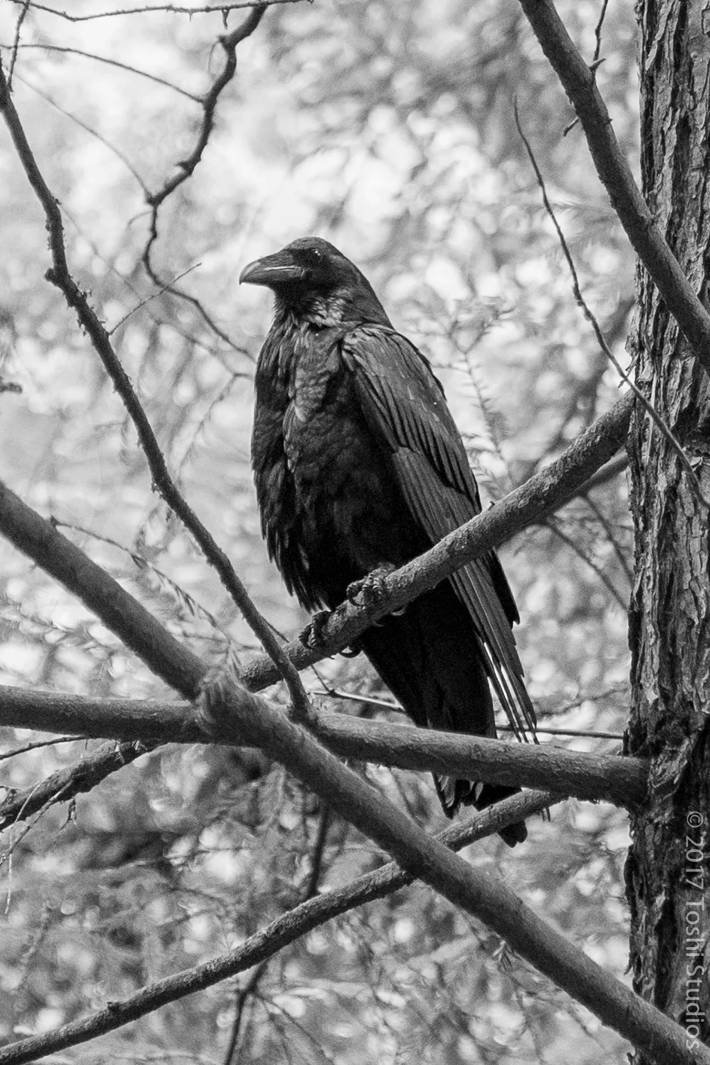 Raven in tree