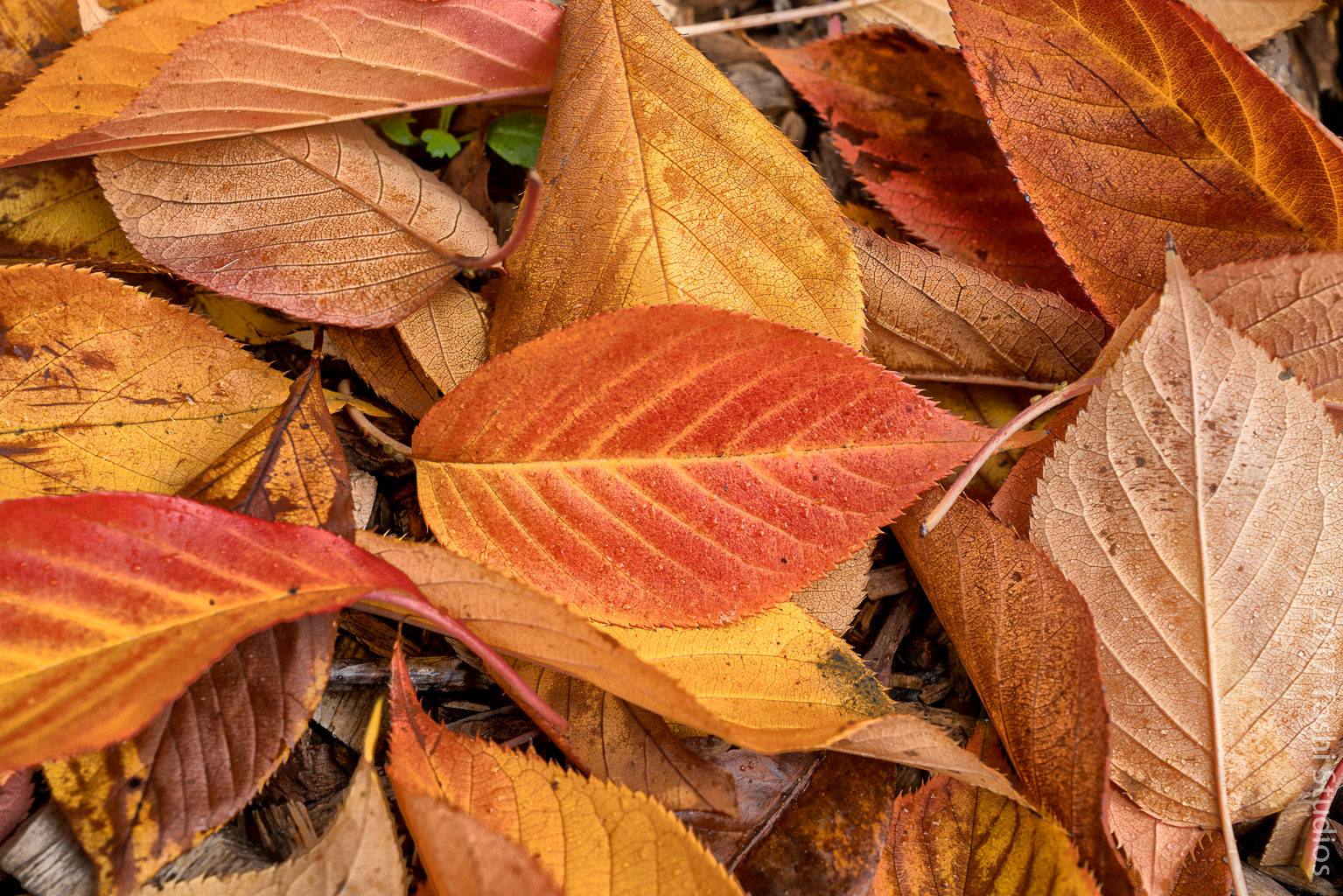 Fall leaves in Park 1