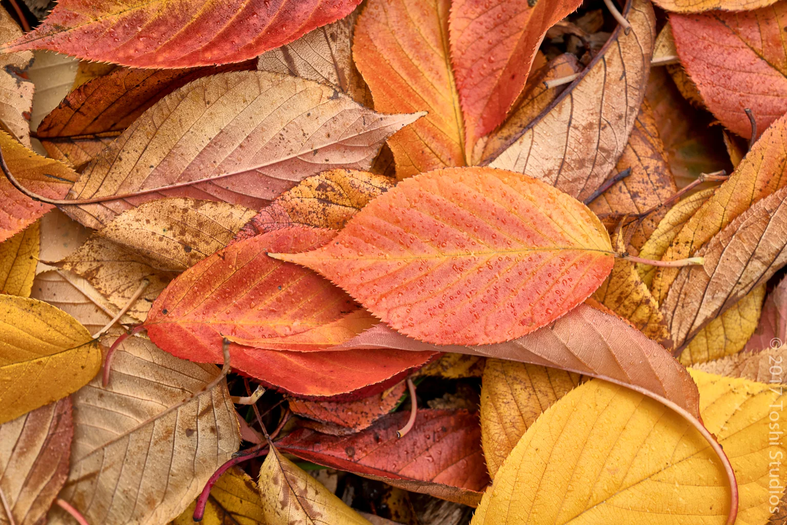 Fall leaves in park 2