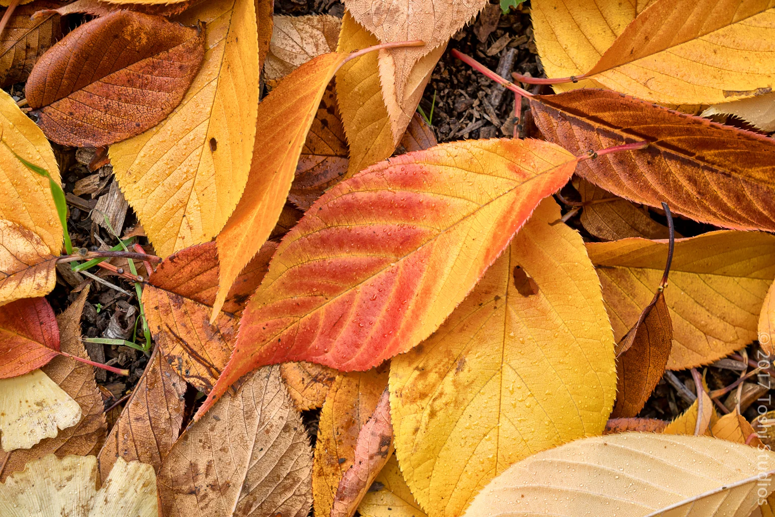 Fall leaves in park 3
