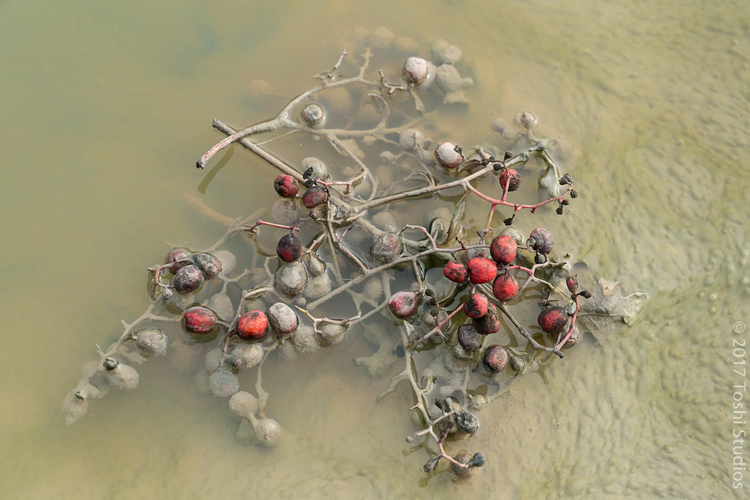 Berries in puddle