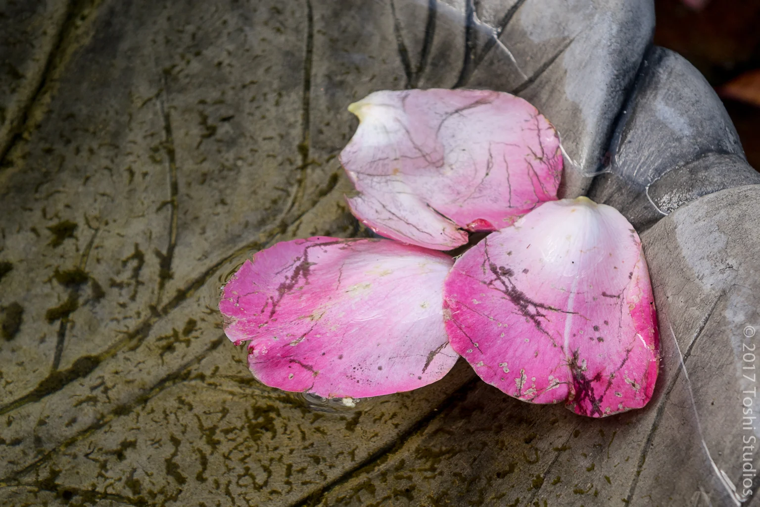 Flower petals in a birdbath