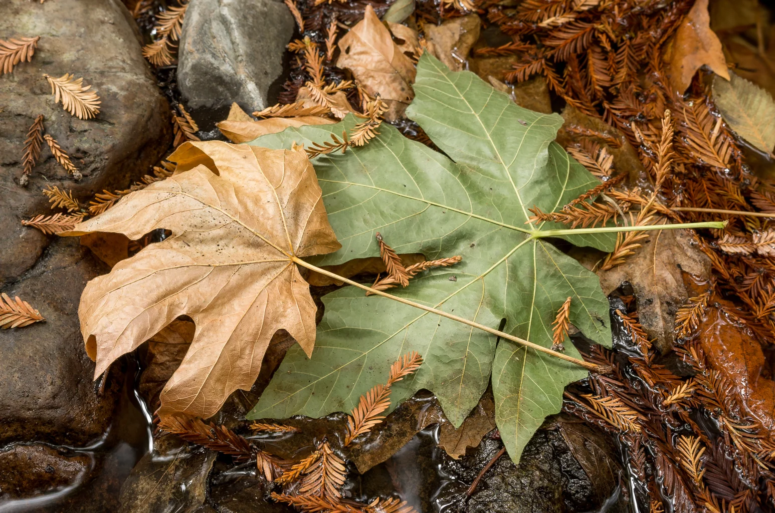  Fall leaves at Purisma Creek.  Available as a print.  20161013 