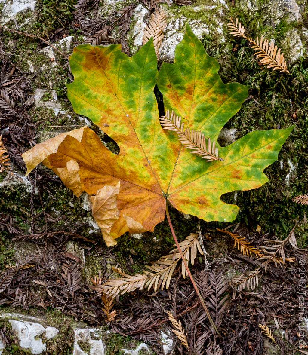  Fall leaf at Purisma Creek.  Available as a print.  20160914 