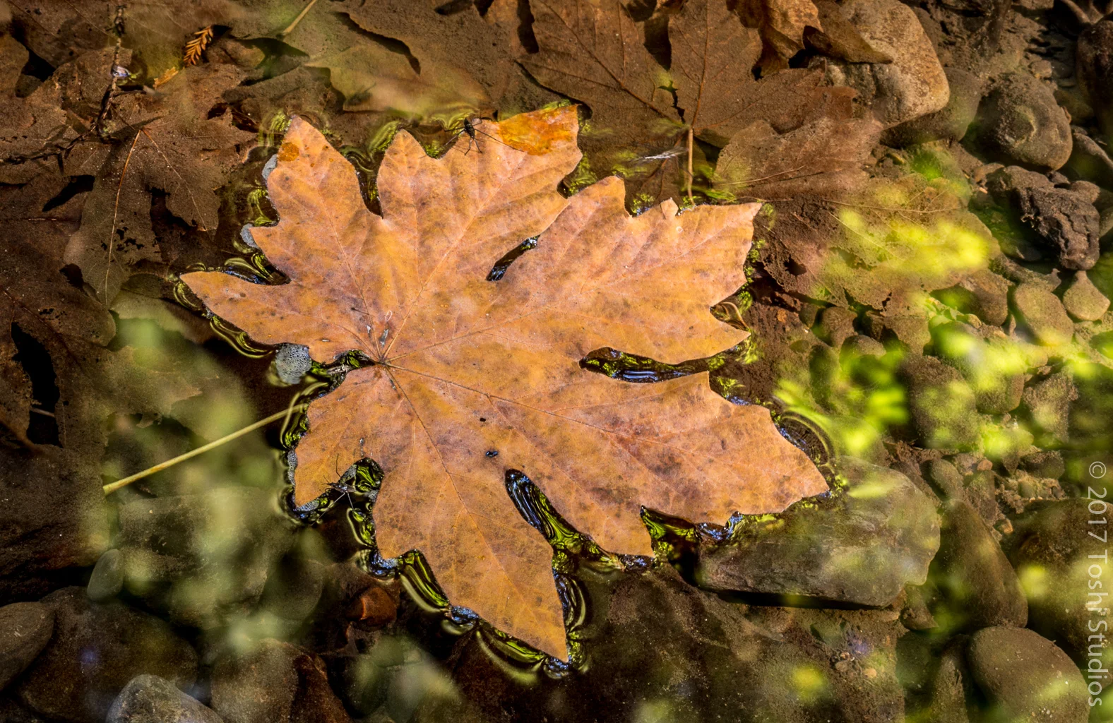  Fallen leaf in Purisma Creek.  Available as a print.&nbsp;  20160829 